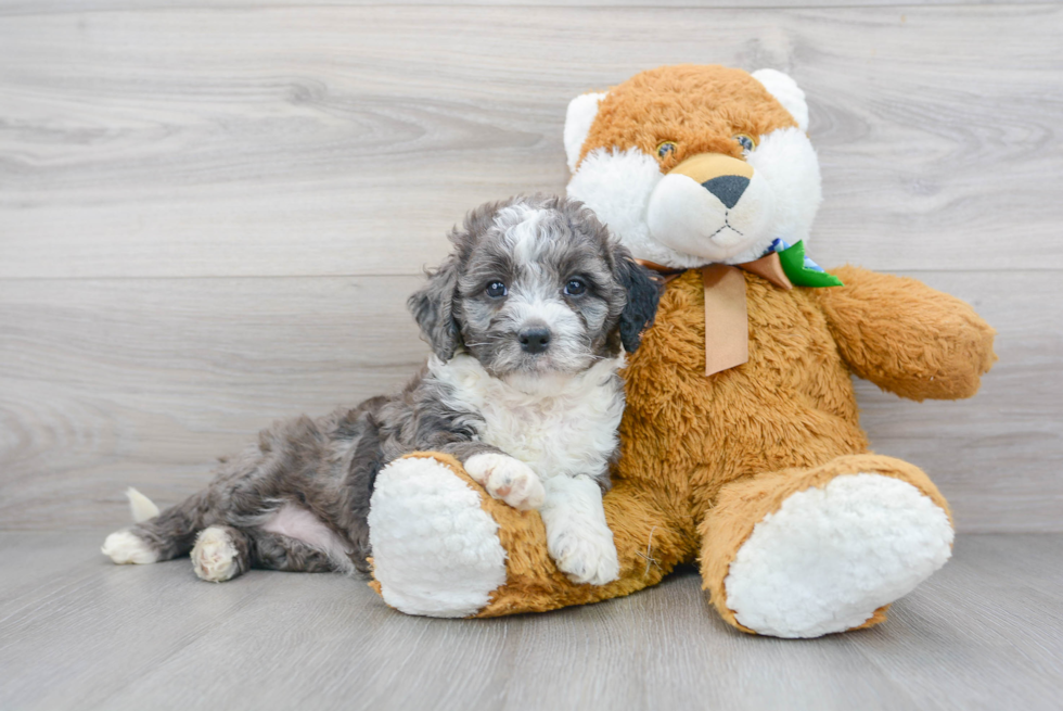 Fluffy Mini Bernedoodle Poodle Mix Pup