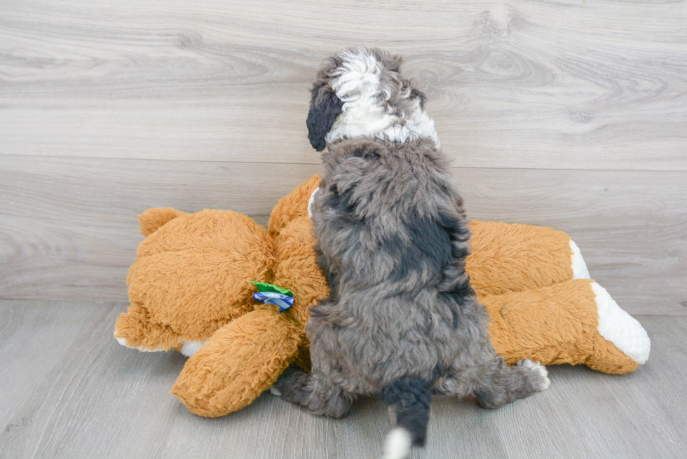 Petite Mini Bernedoodle Poodle Mix Pup