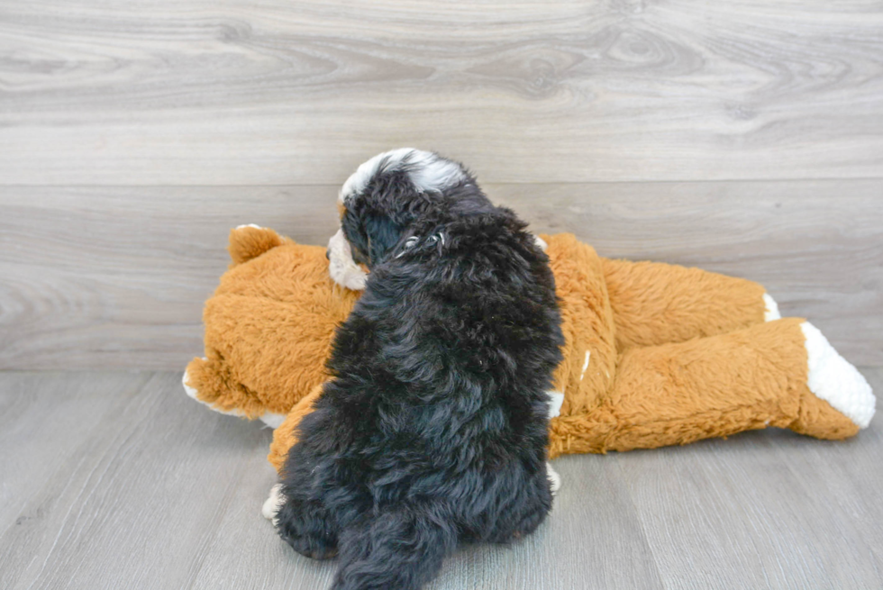 Funny Mini Bernedoodle Poodle Mix Pup