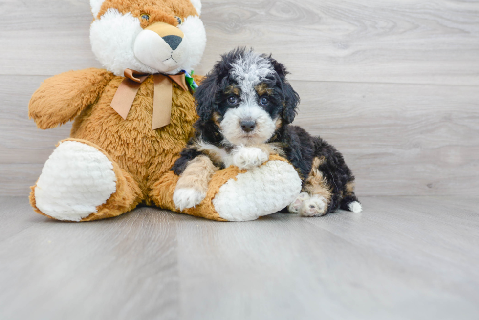 Mini Bernedoodle Pup Being Cute