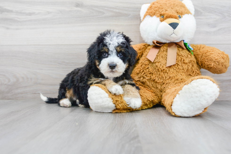 Best Mini Bernedoodle Baby