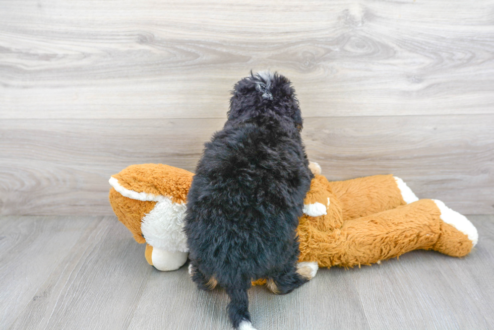Playful Mini Berniedoodle Poodle Mix Puppy