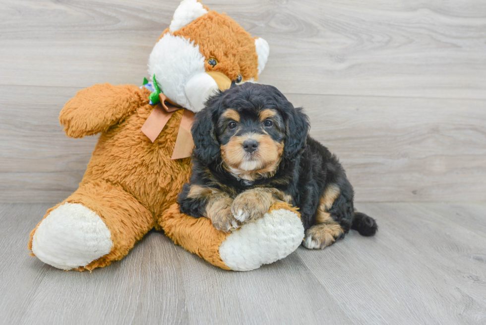 Energetic Mini Berniedoodle Poodle Mix Puppy