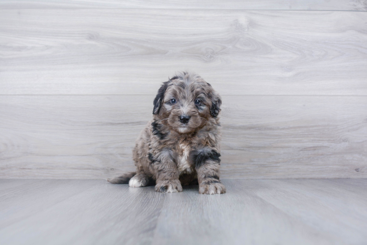 Best Mini Bernedoodle Baby