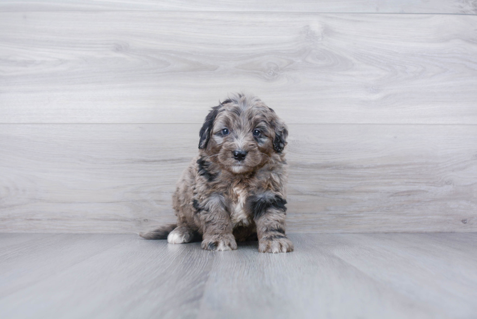 Best Mini Bernedoodle Baby