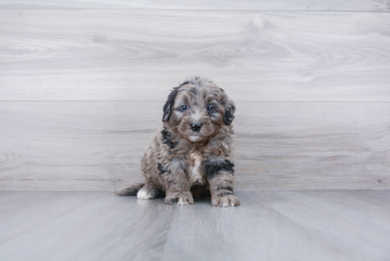Best Mini Bernedoodle Baby