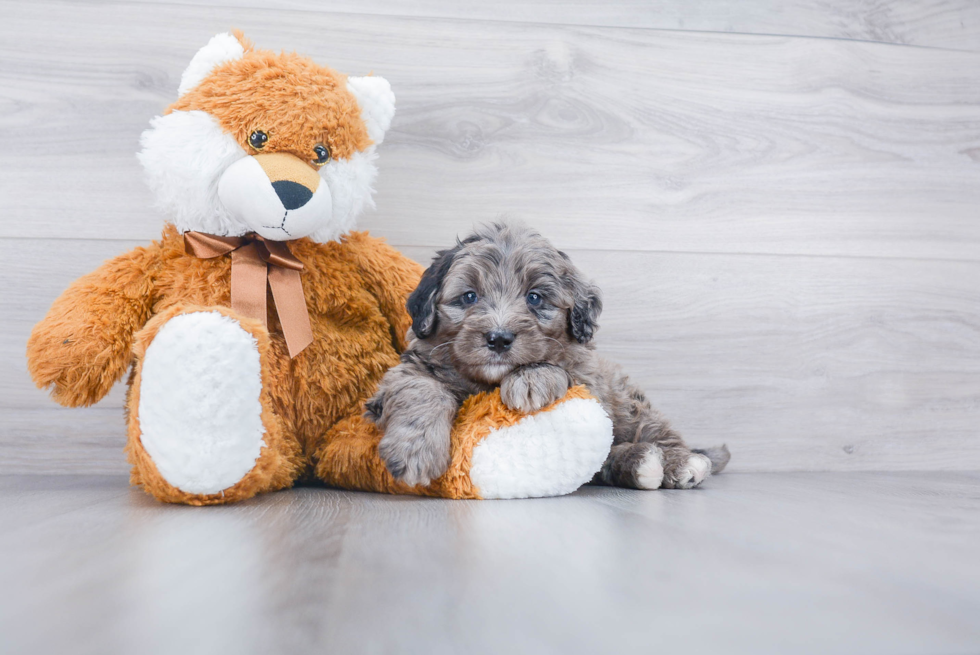 Mini Bernedoodle Pup Being Cute