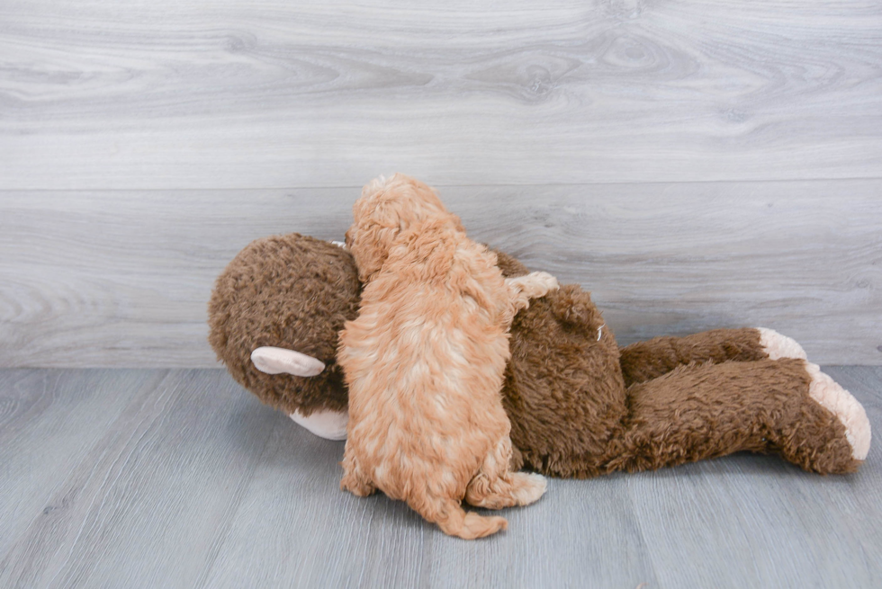 Hypoallergenic Mini Berniedoodle Poodle Mix Puppy