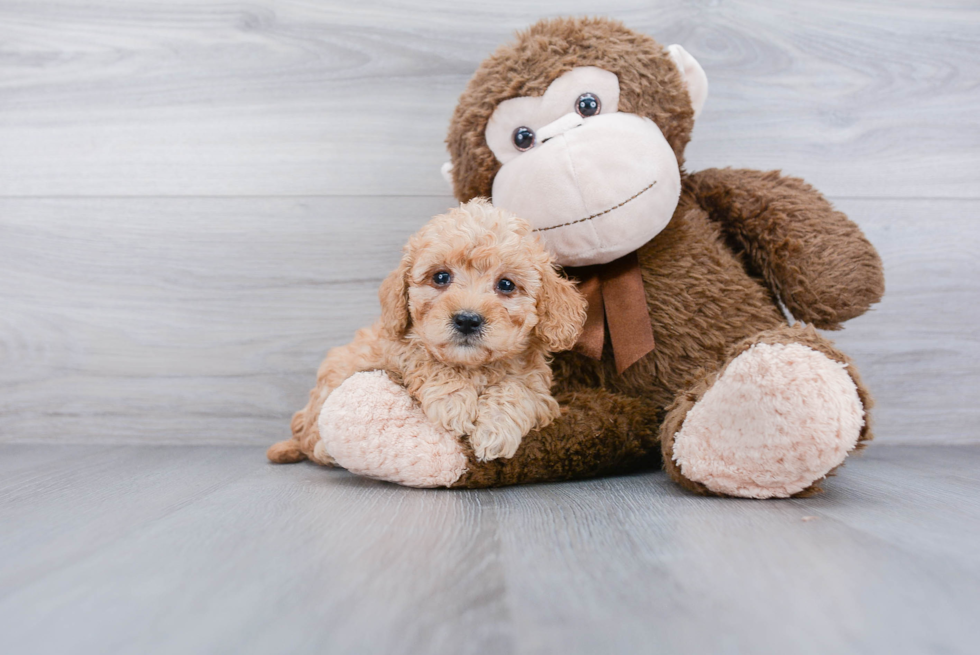 Mini Bernedoodle Puppy for Adoption