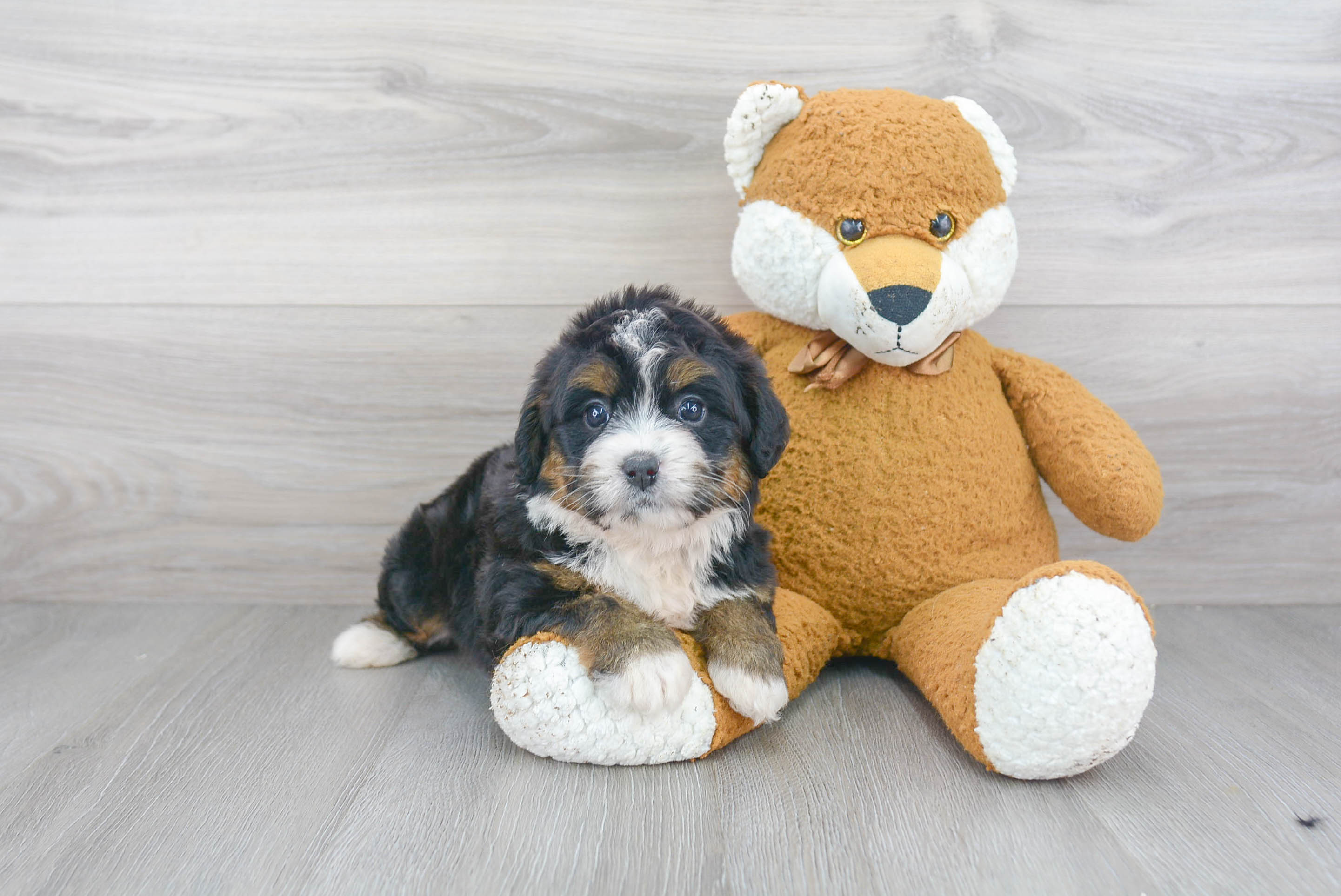 Mini Bernedoodle Puppy for Adoption