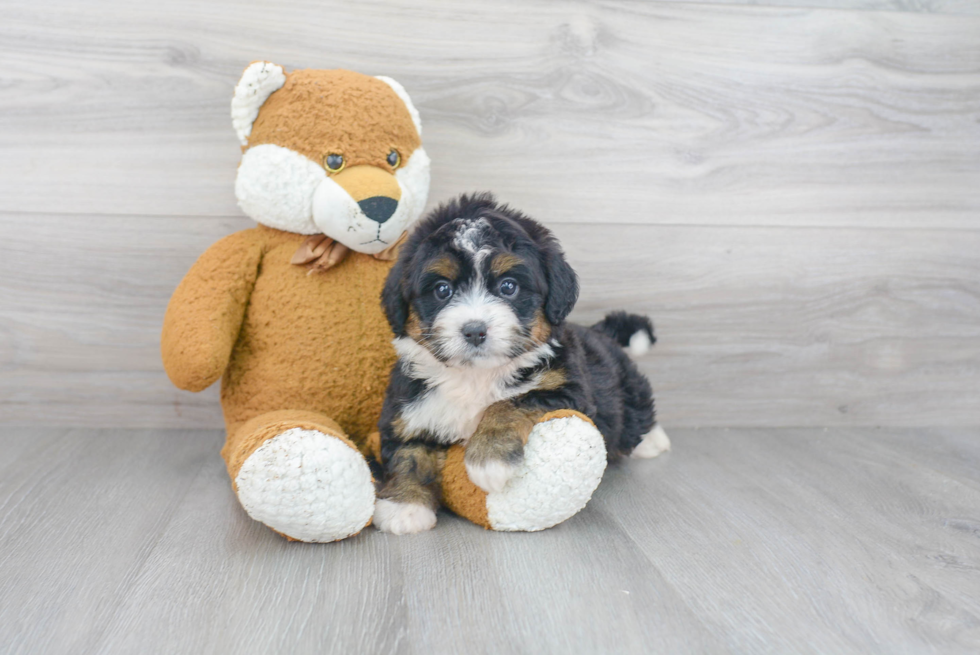 Mini Bernedoodle Puppy for Adoption