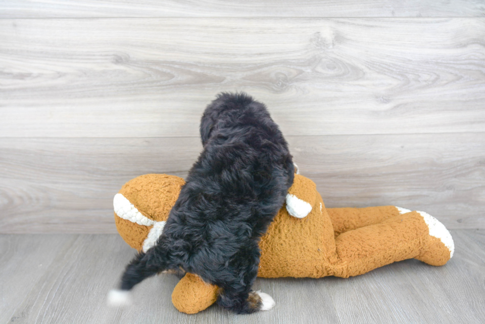 Mini Bernedoodle Pup Being Cute