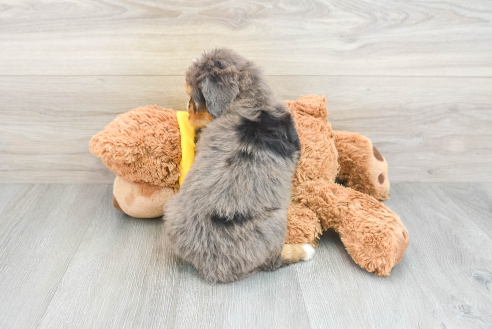 Best Mini Bernedoodle Baby