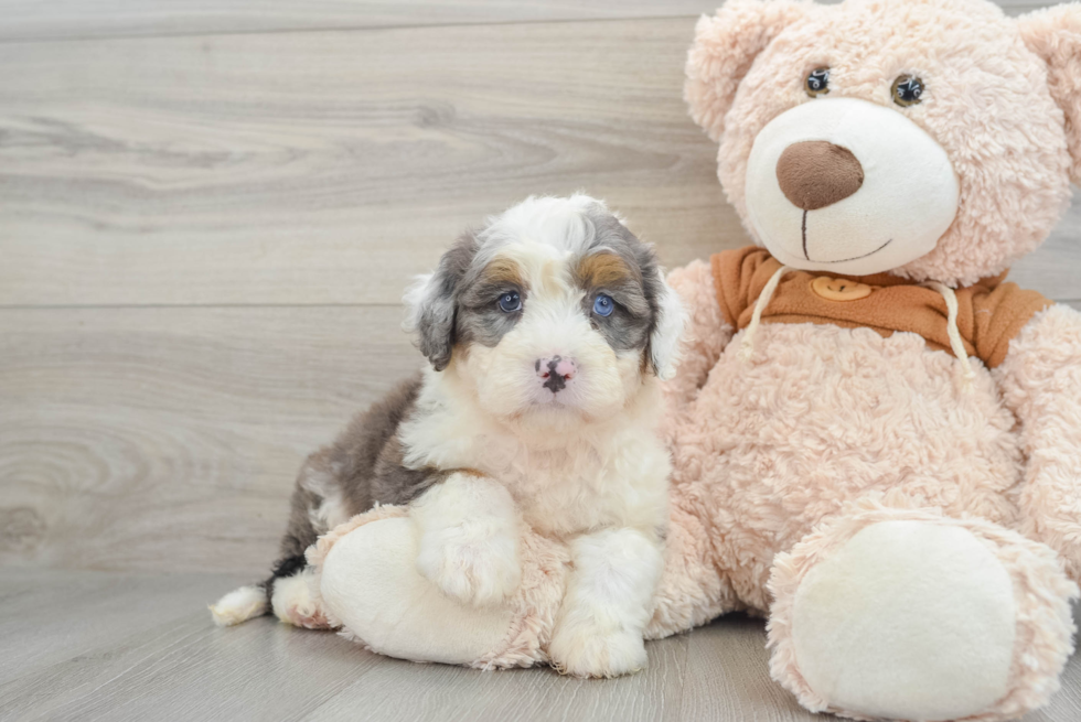 Mini Bernedoodle Pup Being Cute