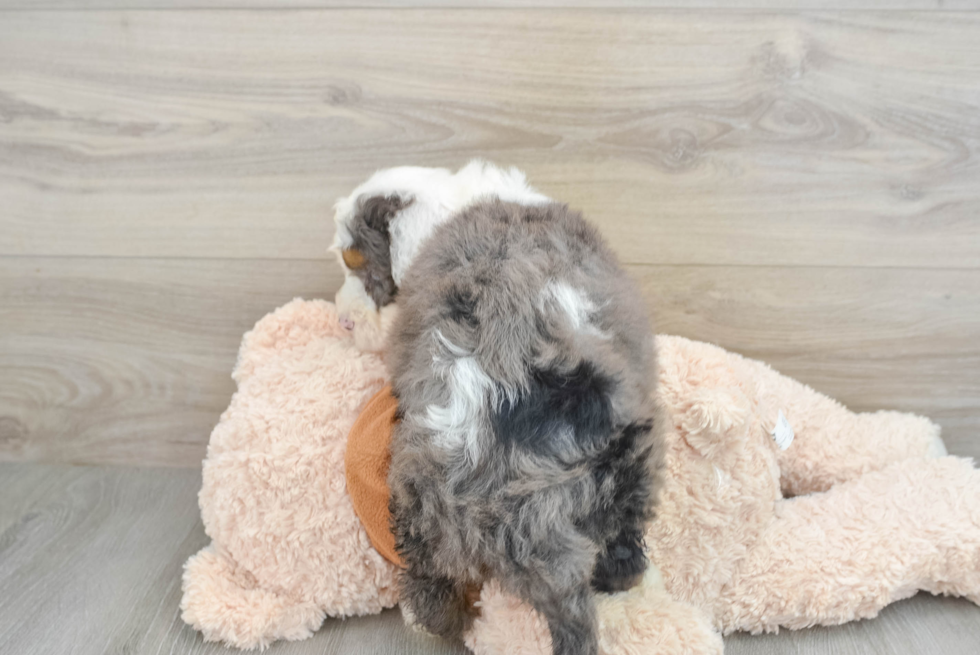 Energetic Mini Bernepoo Poodle Mix Puppy