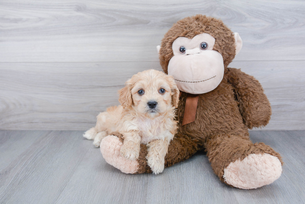 Petite Mini Bernedoodle Poodle Mix Pup