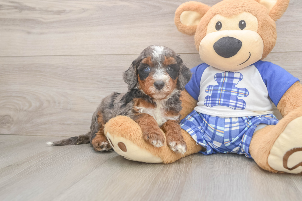 Hypoallergenic Mini Bernepoo Poodle Mix Puppy