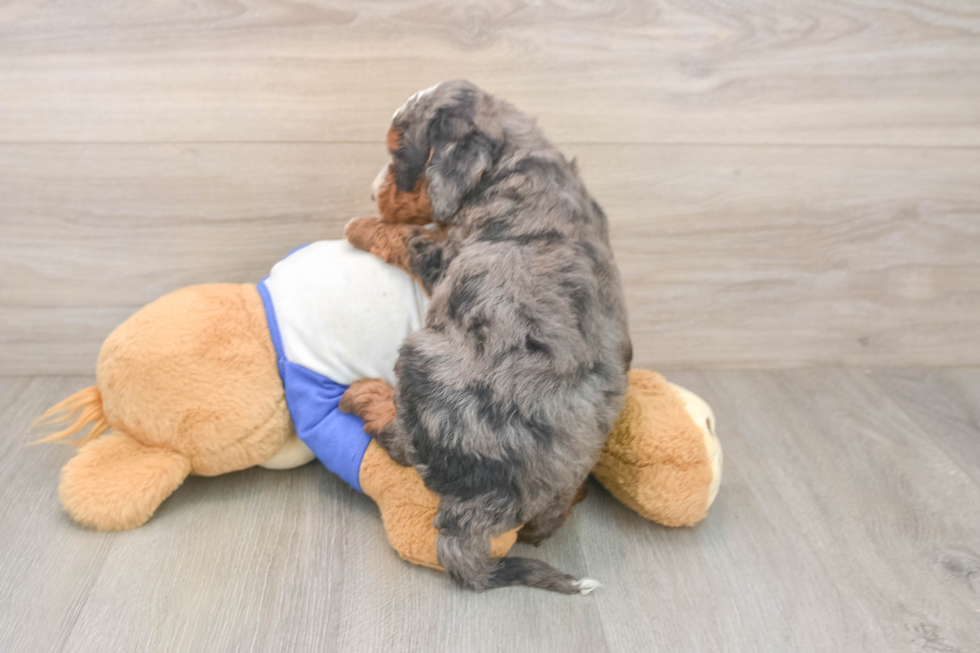 Mini Bernedoodle Pup Being Cute