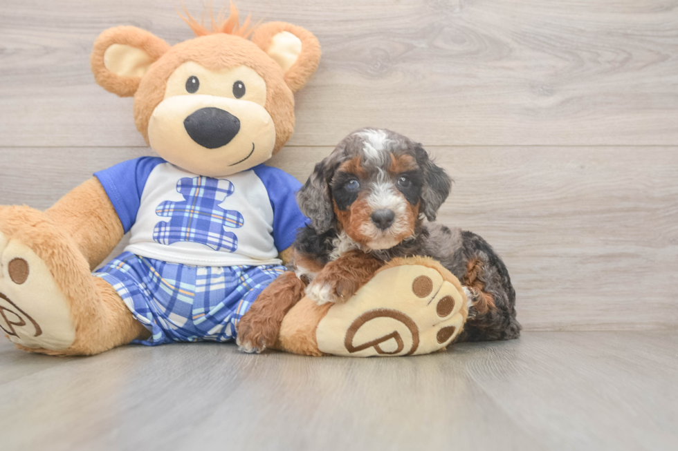 Best Mini Bernedoodle Baby