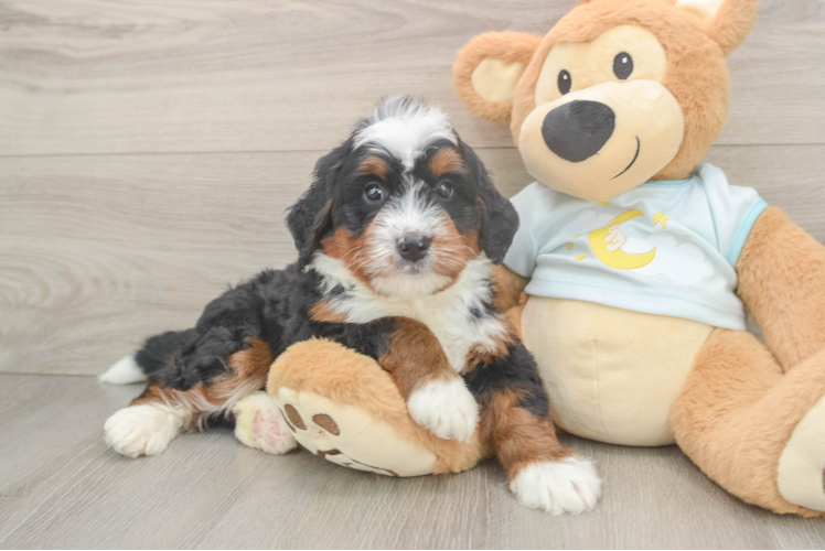 Happy Mini Bernedoodle Baby