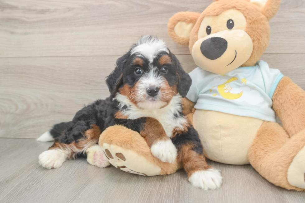 Happy Mini Bernedoodle Baby