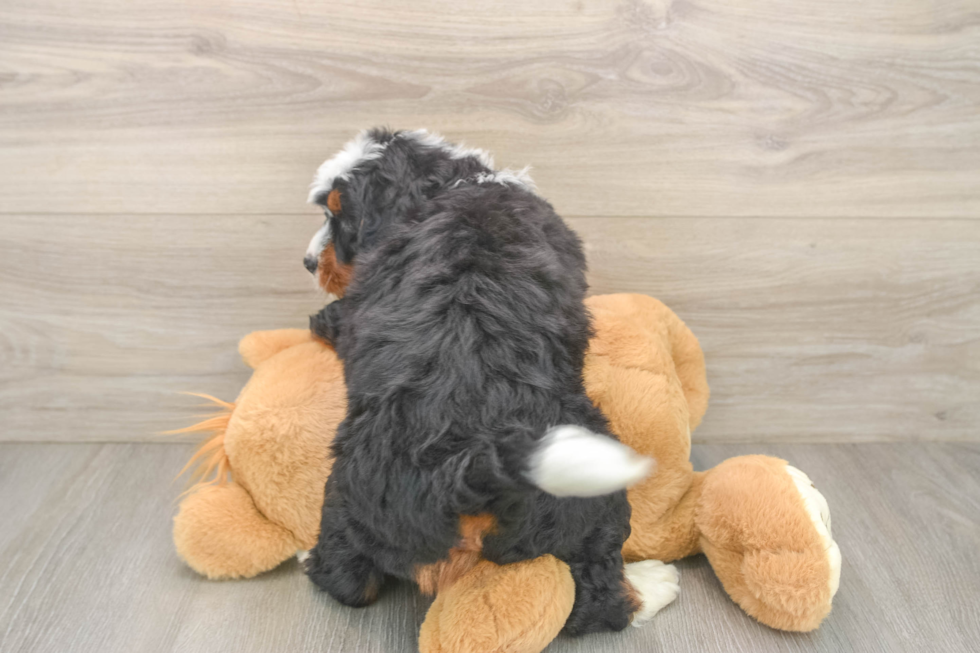 Mini Bernedoodle Puppy for Adoption