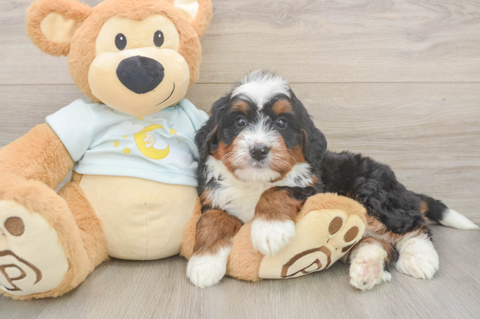 Mini Bernedoodle Pup Being Cute
