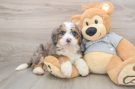Friendly Mini Bernedoodle Baby