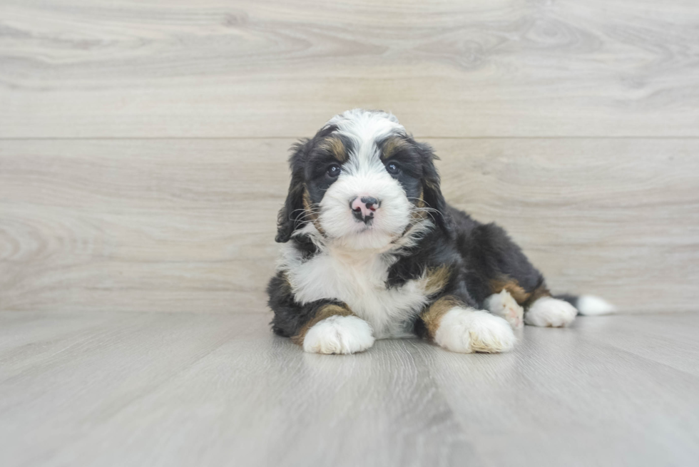 Cute Mini Bernedoodle Baby
