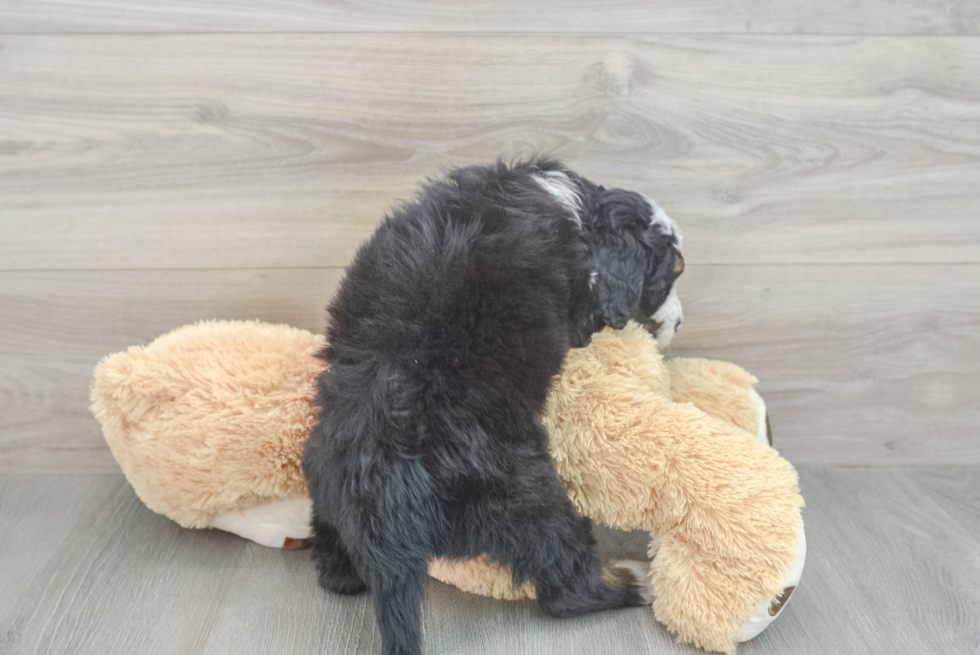 Petite Mini Bernedoodle Poodle Mix Pup