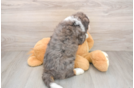 Best Mini Bernedoodle Baby