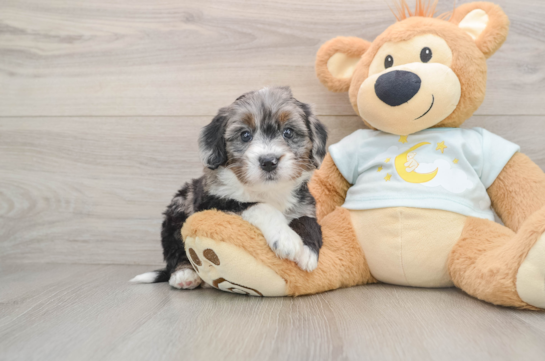 KEEPSAKE, a Mini Bernedoodle littermate