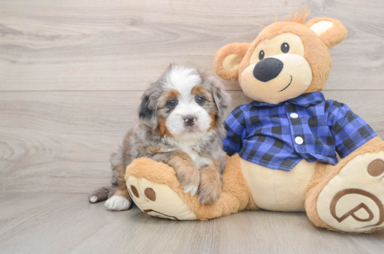 KEEPSAKE, a Mini Bernedoodle littermate