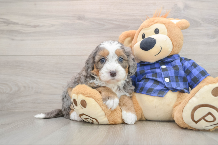 Mini Bernedoodle Puppy for Adoption