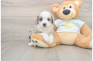 Mini Bernedoodle Pup Being Cute