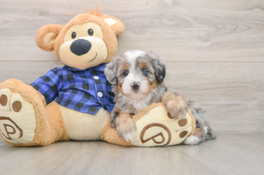 KERSTIE, a Mini Bernedoodle littermate