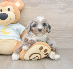 7 week old Mini Bernedoodle Puppy For Sale - Premier Pups