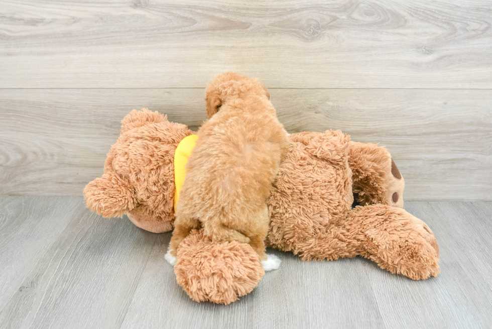 Best Mini Bernedoodle Baby