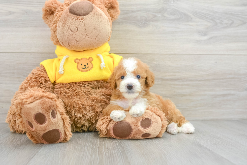 Smart Mini Bernedoodle Poodle Mix Pup