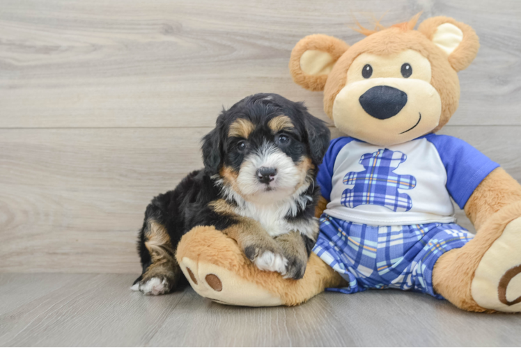 Cute Mini Bernedoodle Baby