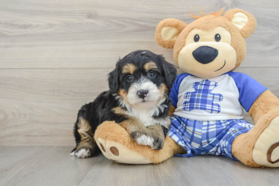 Cute Mini Bernedoodle Baby
