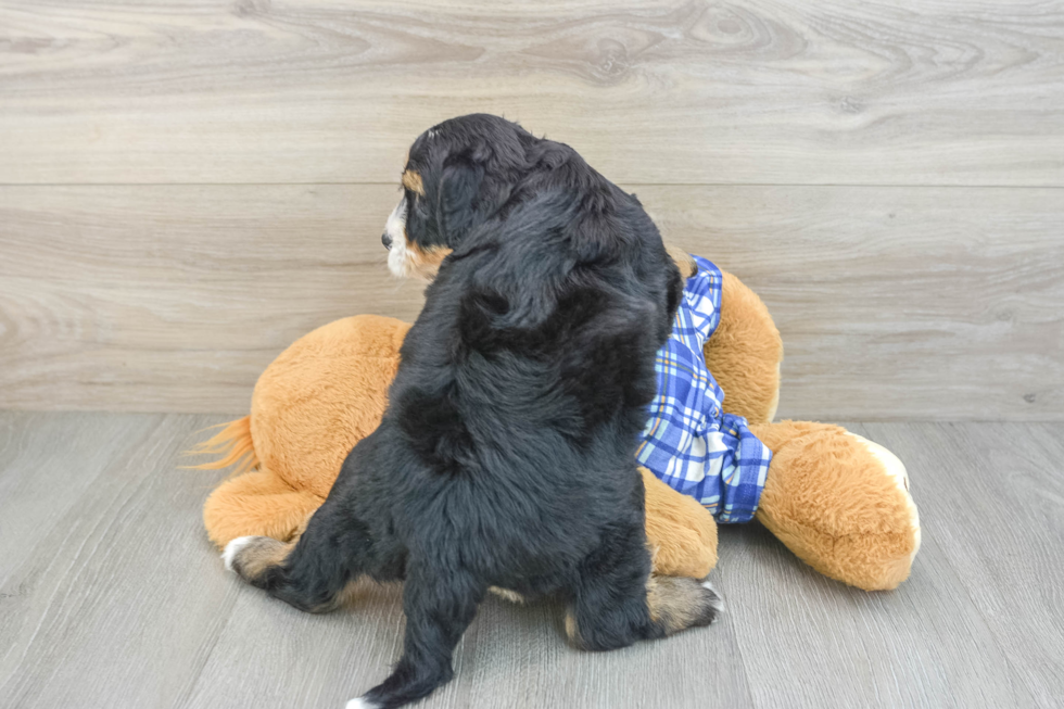 Mini Bernedoodle Puppy for Adoption