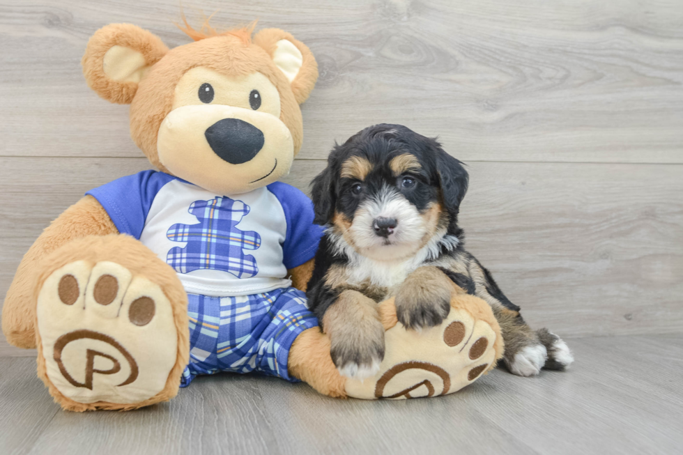 Best Mini Bernedoodle Baby