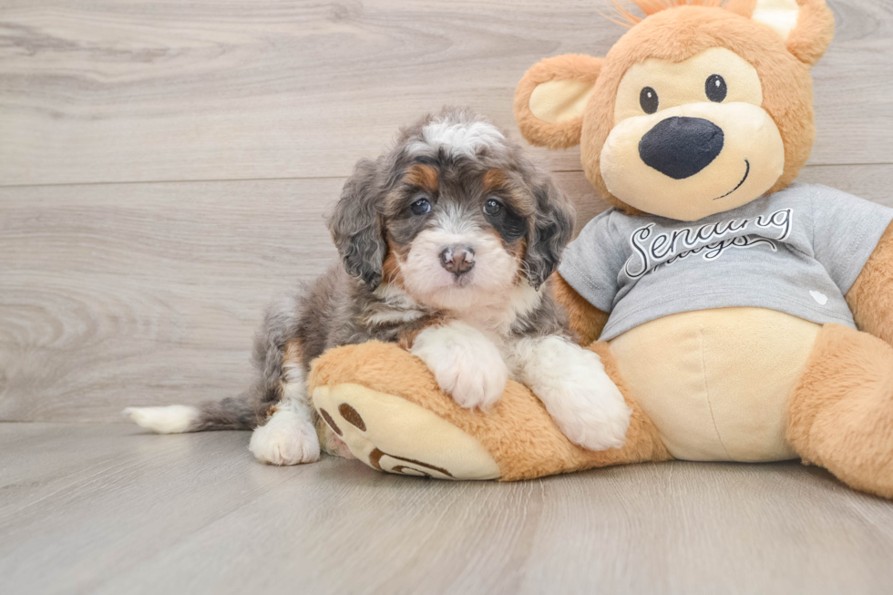 Best Mini Bernedoodle Baby