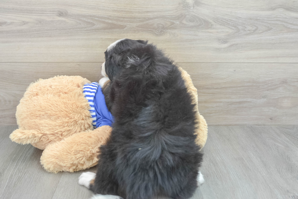 Mini Bernedoodle Puppy for Adoption