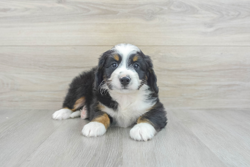 Happy Mini Bernedoodle Baby