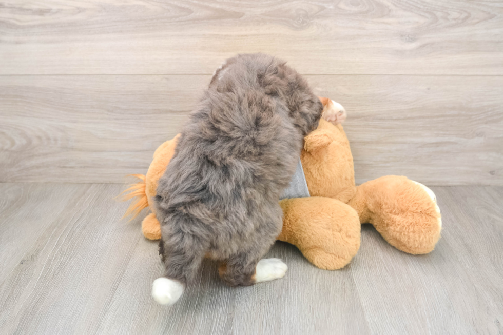 Sweet Mini Bernedoodle Baby