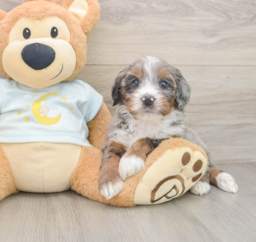 7 week old Mini Bernedoodle Puppy For Sale - Premier Pups