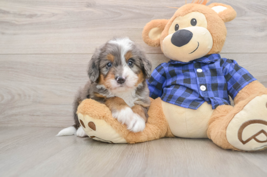 KOMBAT, a Mini Bernedoodle littermate