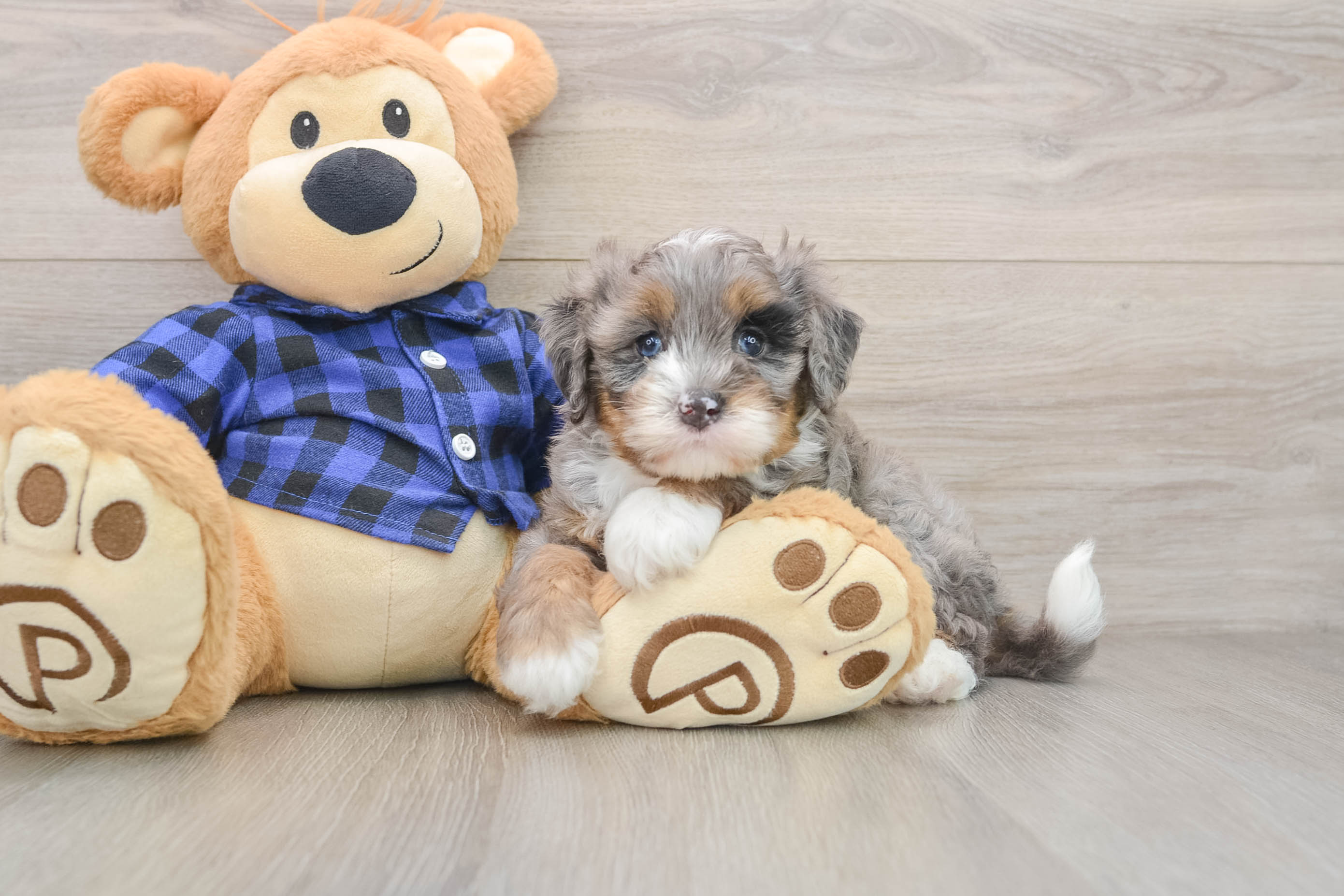 Petite Mini Bernedoodle Poodle Mix Pup